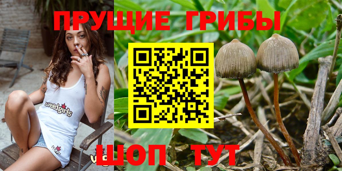 Галлюциногенные грибы Cubensis Серпухов